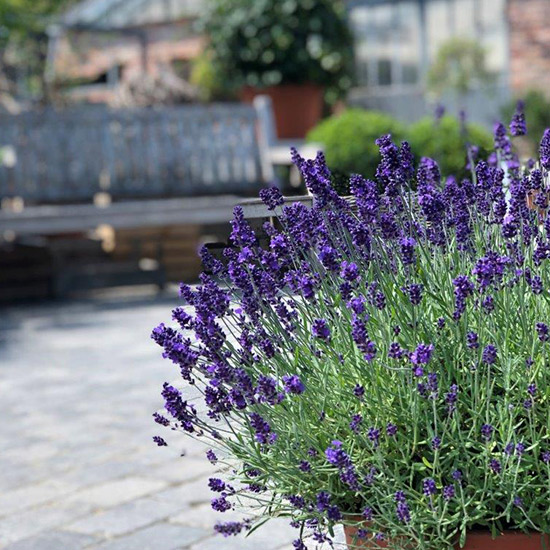 Pflanzen von Blumen Buschmann